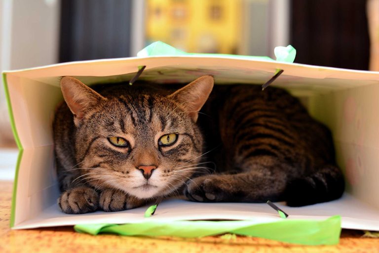 Daily Routines That Will Keep Your Pet Happy and Healthy