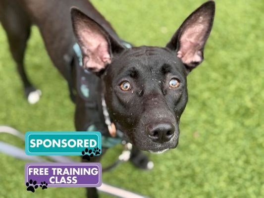 A Dog for Free Adoption