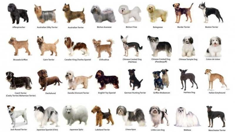 Are All Dog Breeds the Same Species