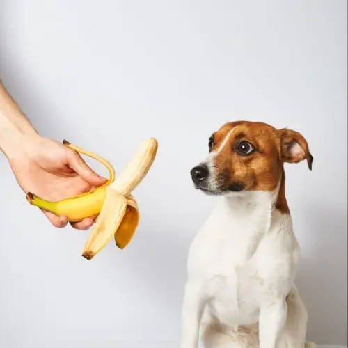Are Banana Skins Poisonous to Dogs