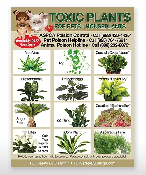 Are Christmas Cactus Poisonous for Dogs