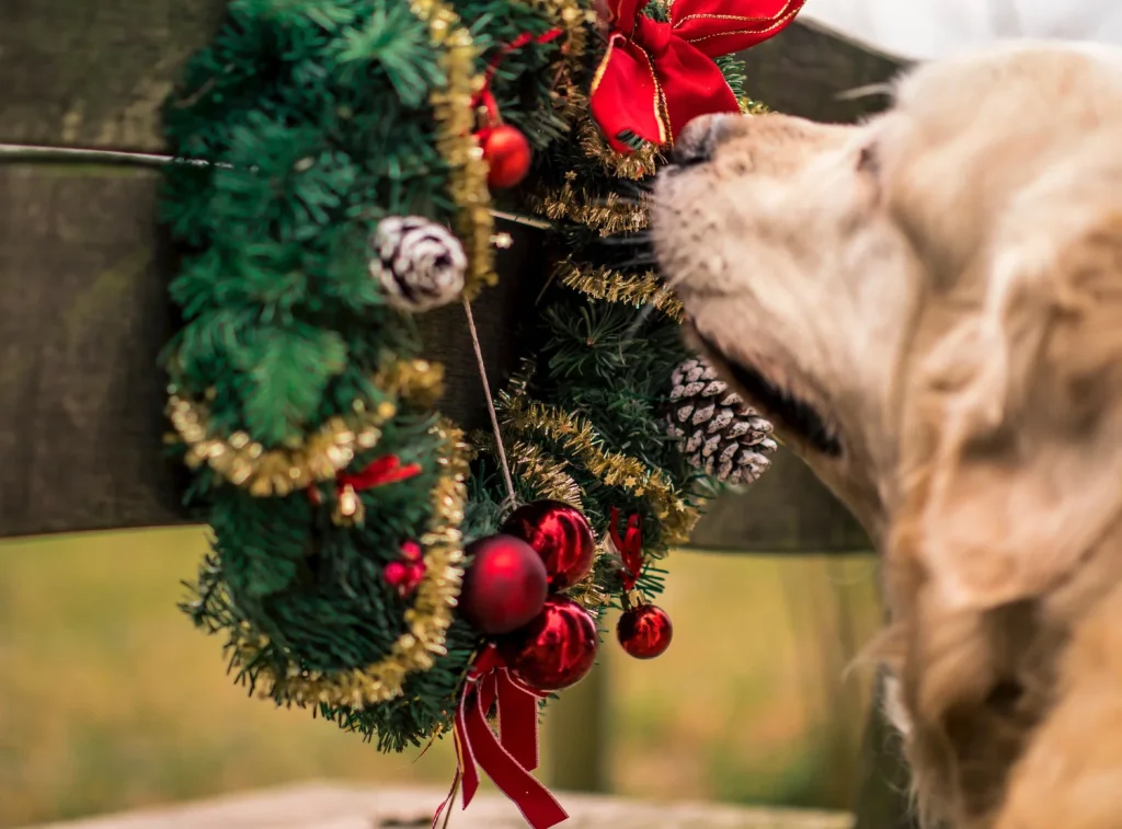 Are Christmas Trees Toxic to Dogs