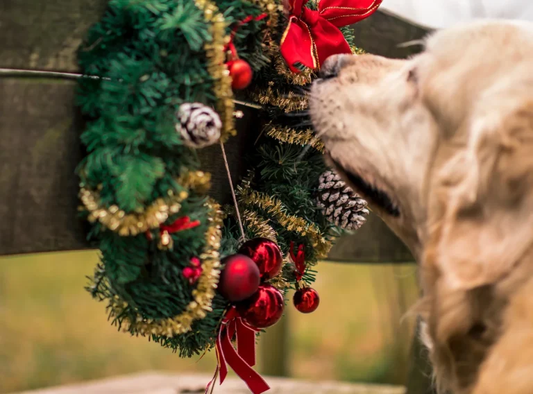 Are Christmas Trees Toxic to Dogs