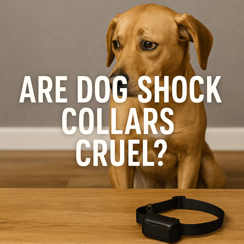 Are Dog Shock Collars Cruel? Unveiling the Truth