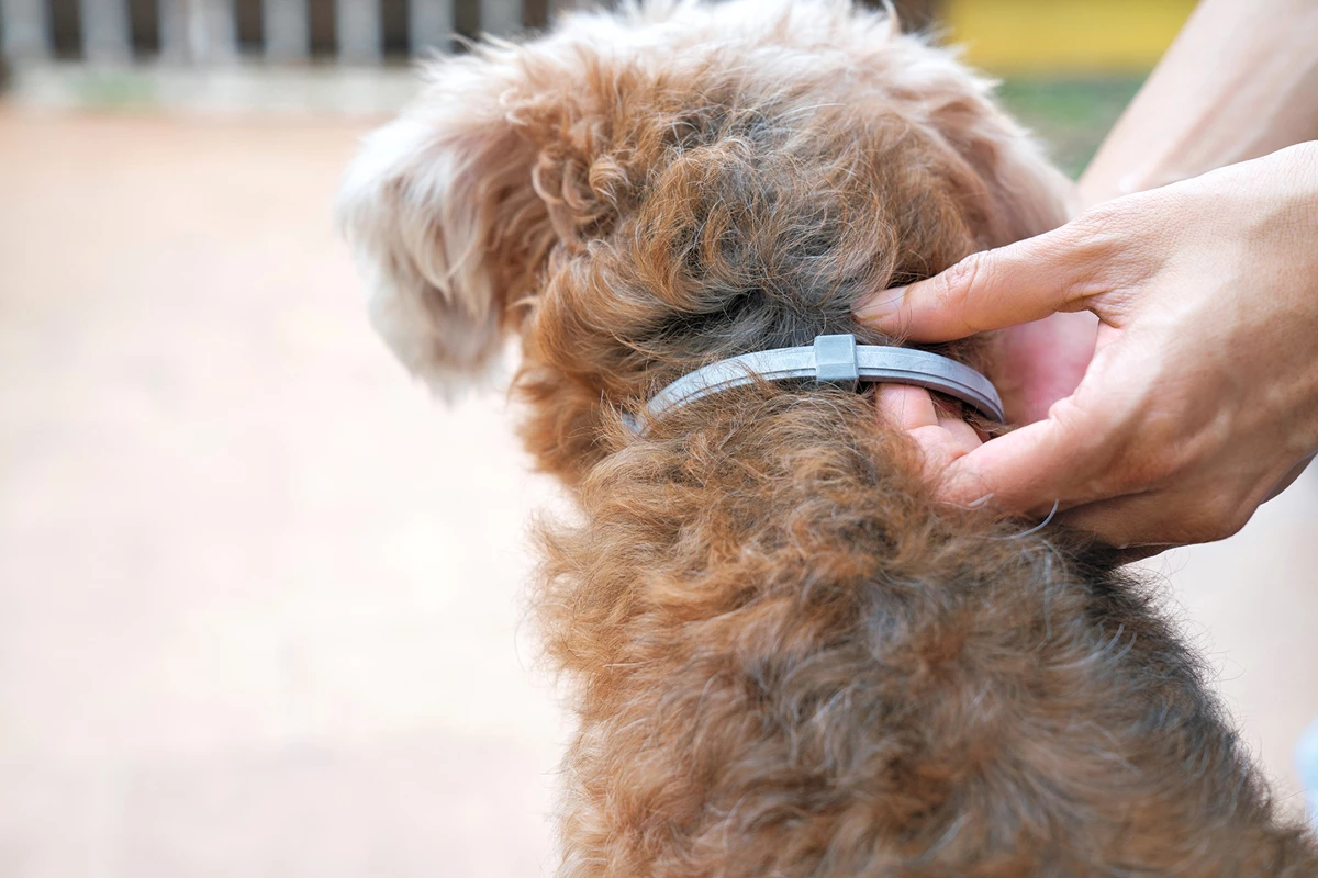 Are Flea Collars Safe for Dogs