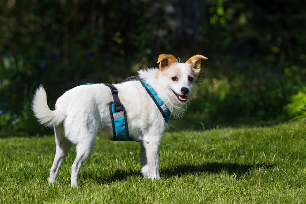 Are Harnesses Bad for Dogs: Myths and Facts Explained