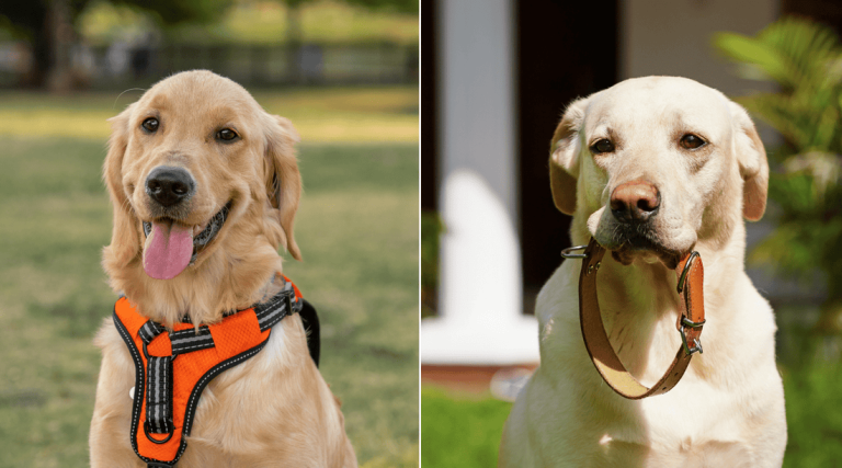 Are Harnesses Good for Dogs
