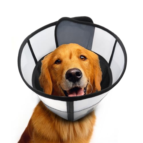 Best Cone for Dogs