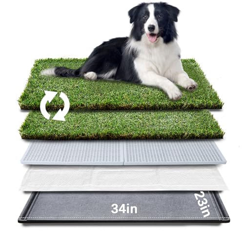 Best Dog for Apartment Living