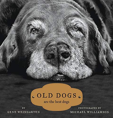 Best Dog for Old People
