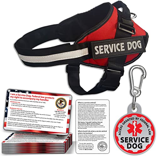Best Dogs for Service