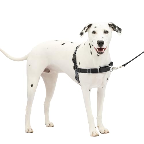 Best Leash for Training Dogs Not to Pull
