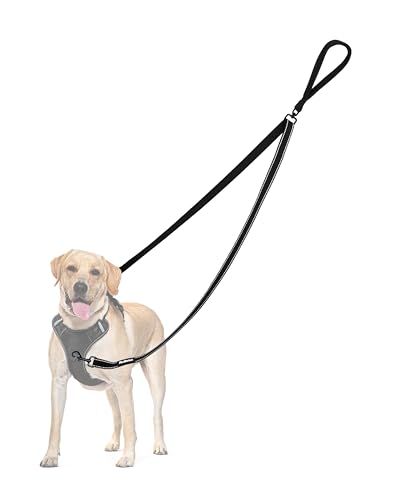 Best Leash to Train a Dog