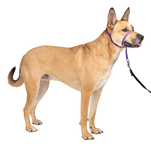 Best No Pull Dog Leash