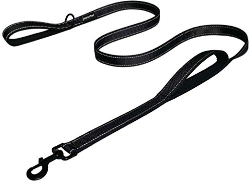 Best off Leash Dog Breeds