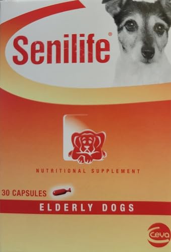Best Small Dog for Elderly