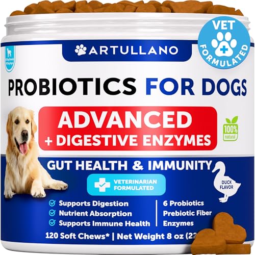 Best Supplements for Dogs With Yeast Infections