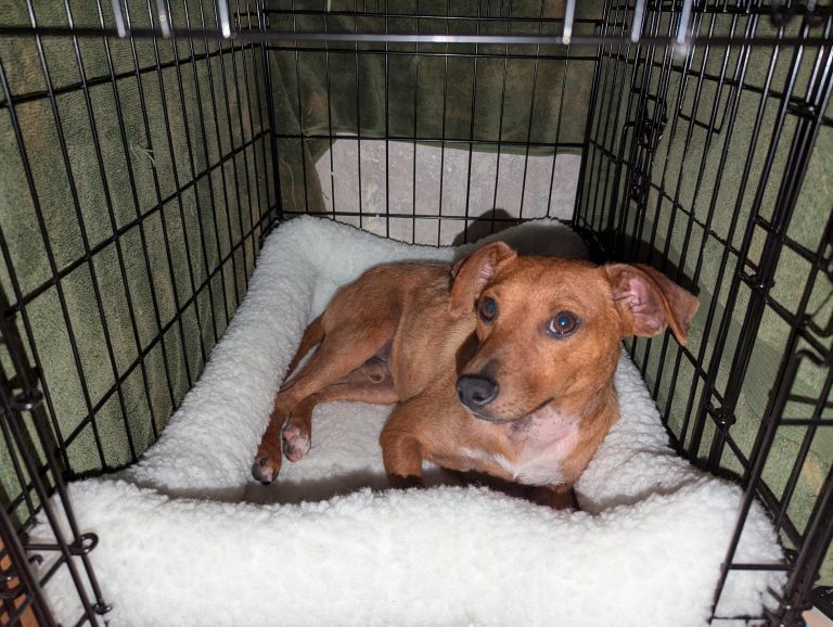 Can a Dog Crate Be Too Big