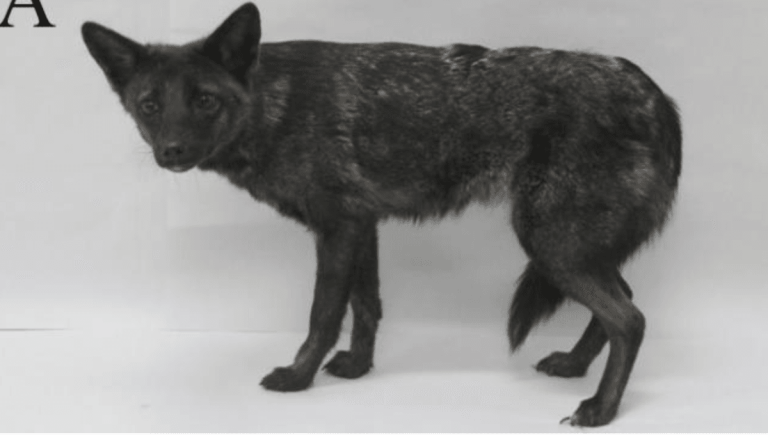 Can a Dog Mate With a Fox