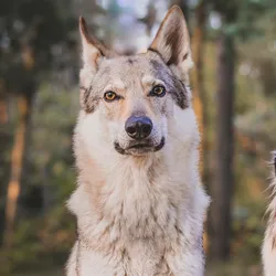 Can Dogs And Wolves Mate: Unraveling The Mystery