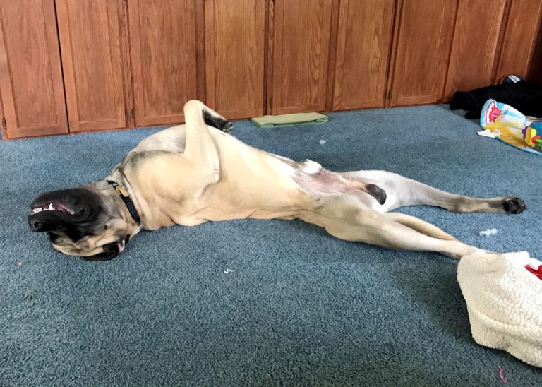 Can Dogs Be Double Jointed