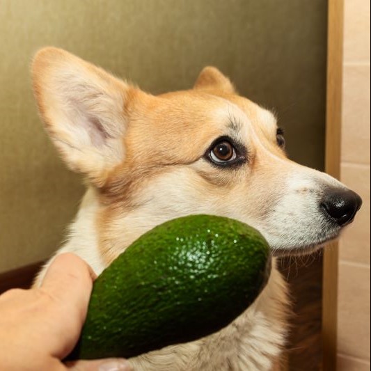 Can Dogs Eat Avocado Skin