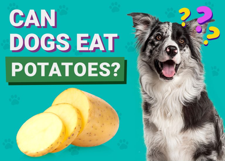 Can Dogs Eat Boiled Potatoes With Skin