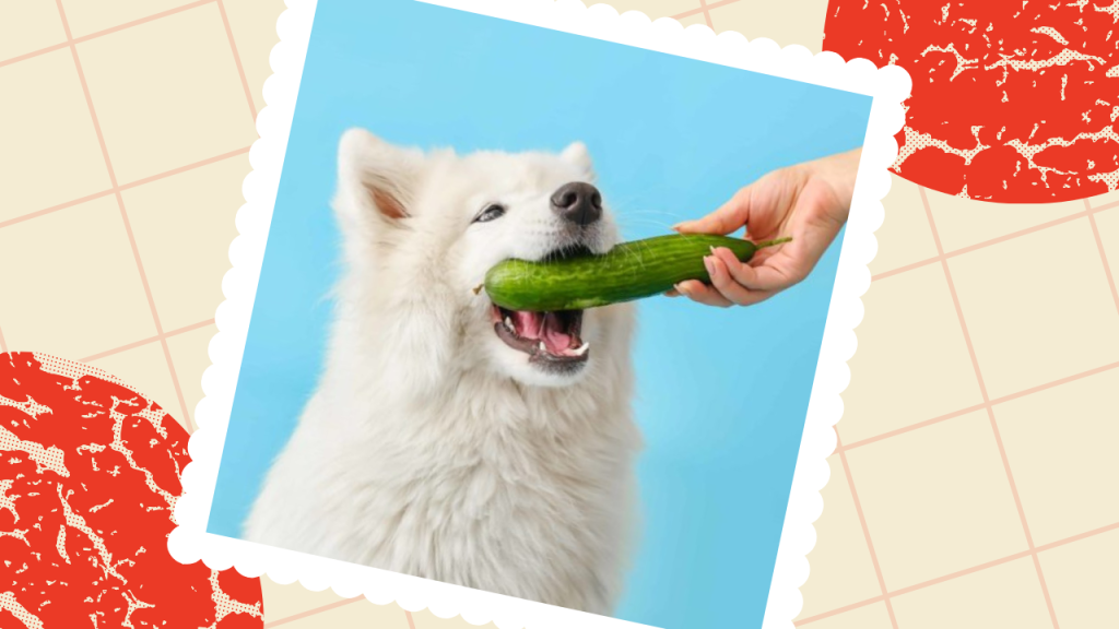 Can Dogs Eat Cucumber Skin