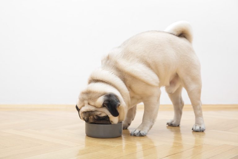 Can Dogs Eat Raw Chicken Skin