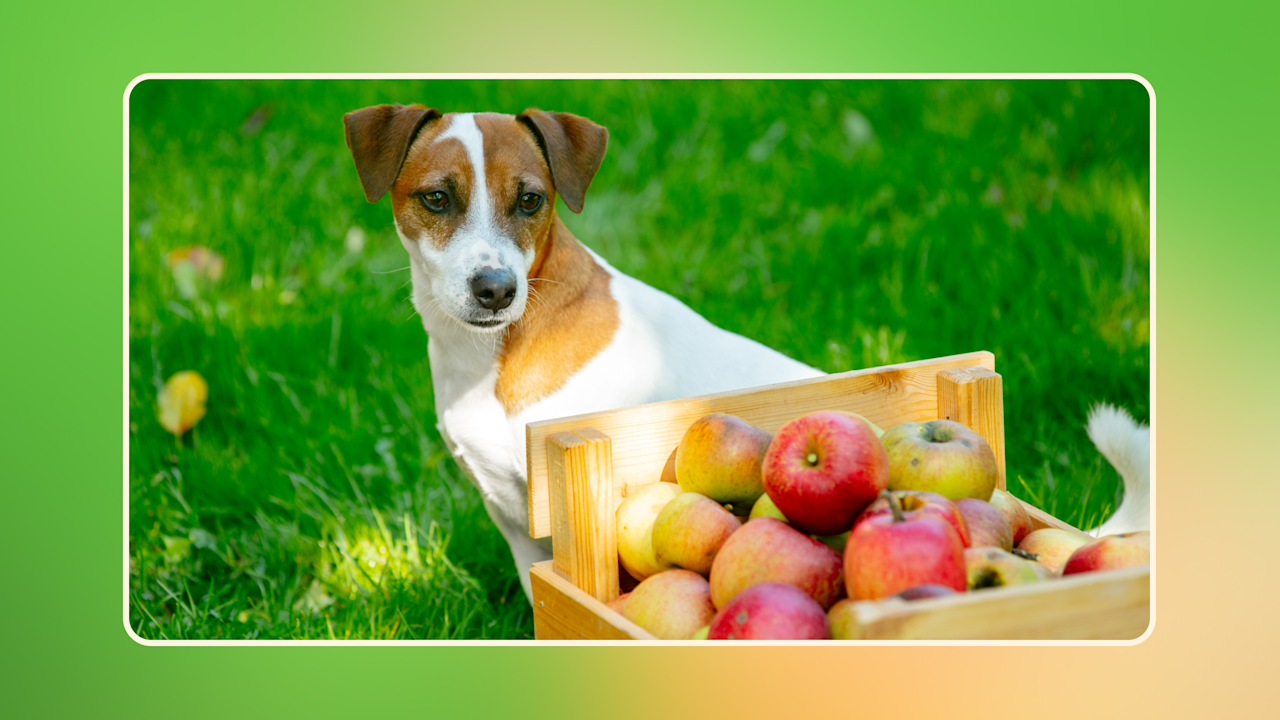 Can Dogs Eat the Skin on Apples
