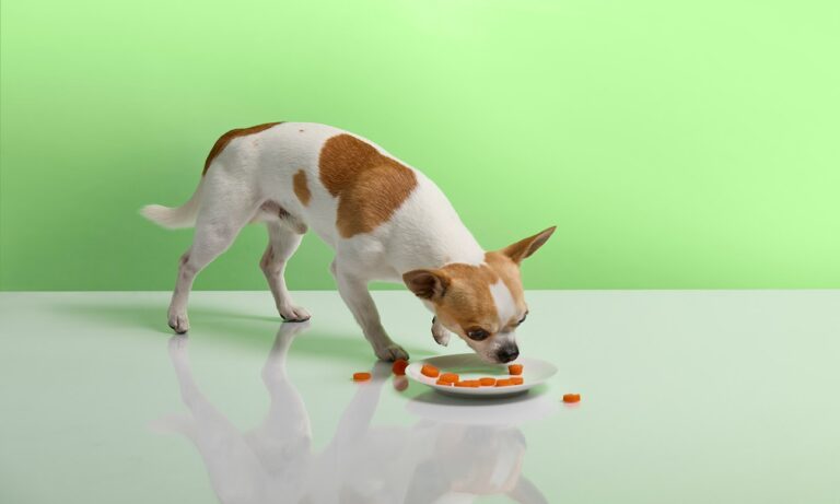 Can Dogs Have Mango Skin