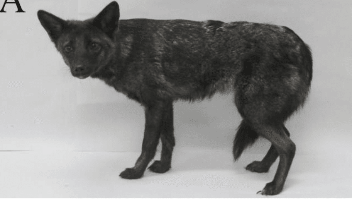 Can Foxes Mate With Dogs? Unveiling the Truth