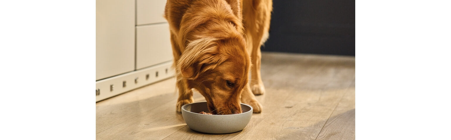 Can I Feed a Dog Cat Food: Risks and Considerations