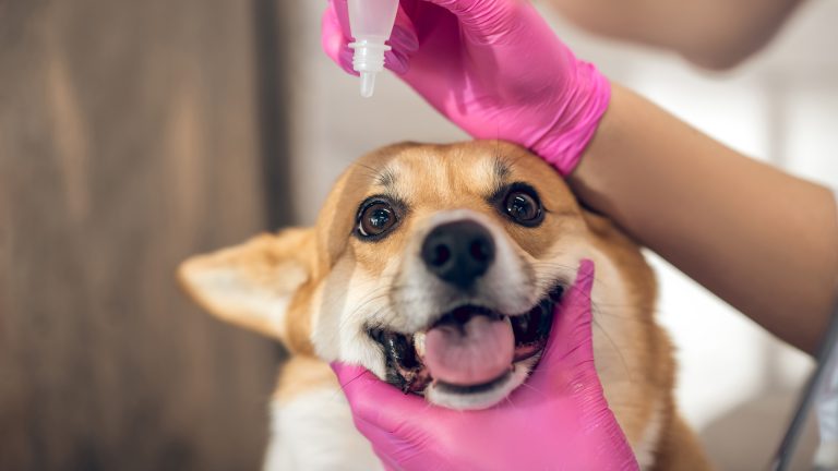 Can I Give My Dog Probiotics While Taking Metronidazole