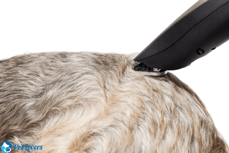 Can I Use Regular Clippers on My Dog