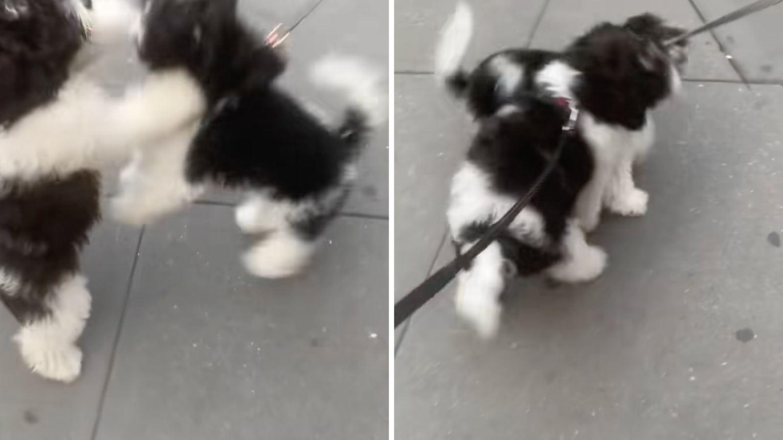 Can Sibling Dogs Mate: Discover the Truth