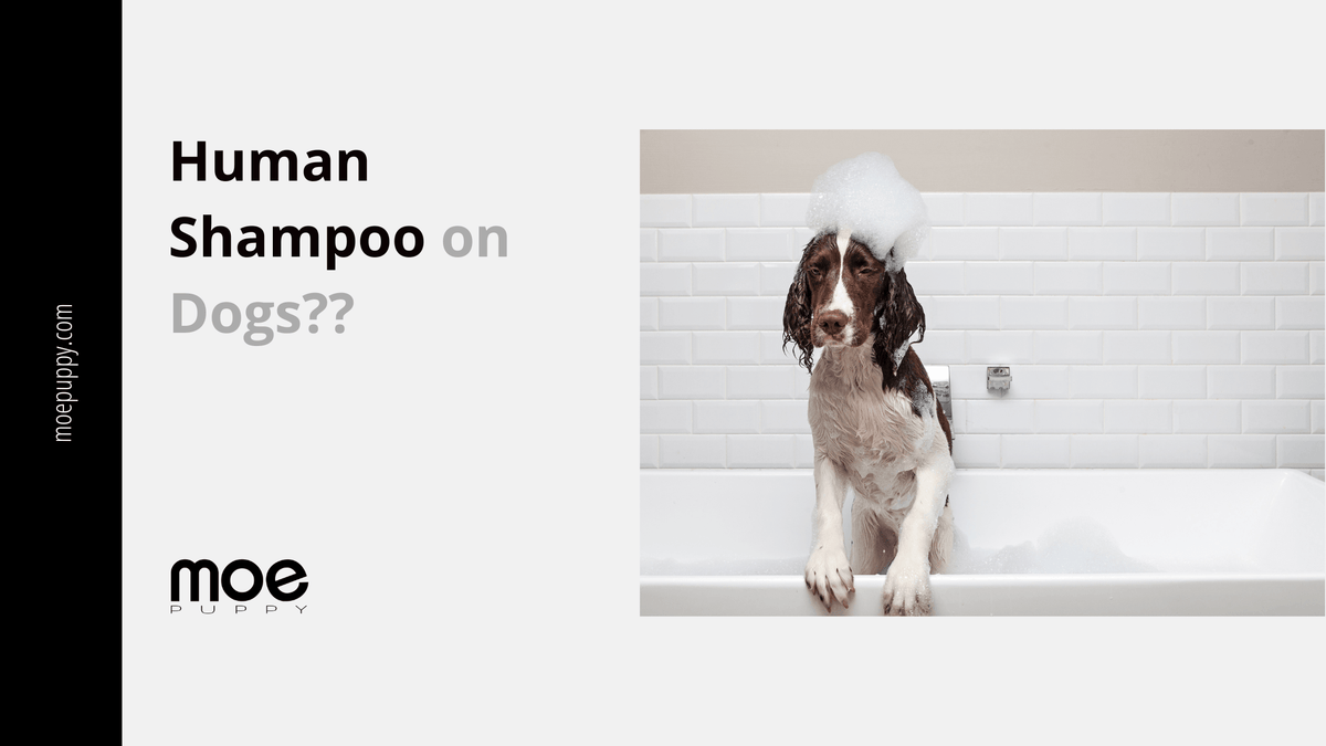 Can U Wash Dogs With Human Shampoo