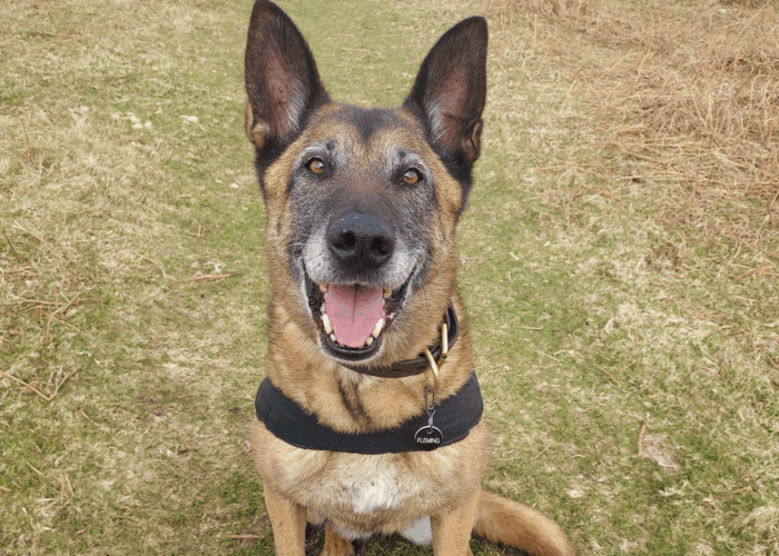 Can You Adopt Retired Police Dogs