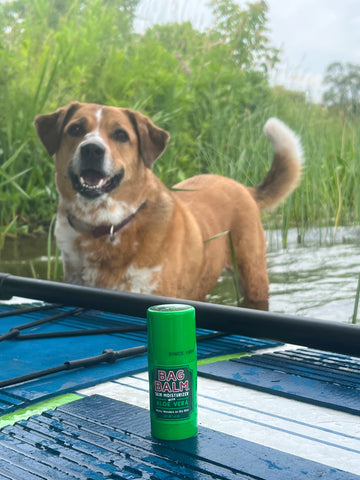 Can You Use Bag Balm on Dogs