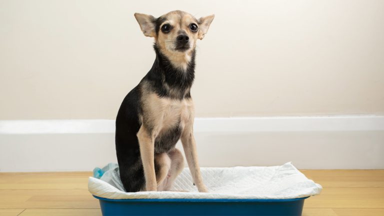Can You Use Cat Shampoo on a Dog