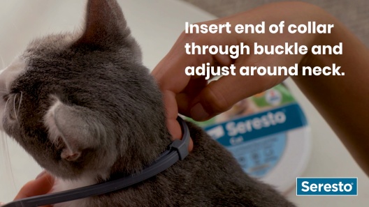Can You Use Dog Flea Collars on Cats: Essential Guide