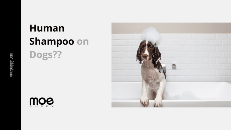 Can You Use Normal Shampoo on Dogs