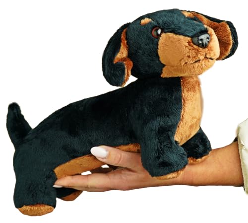 Dachshund Sausage Dog for Sale