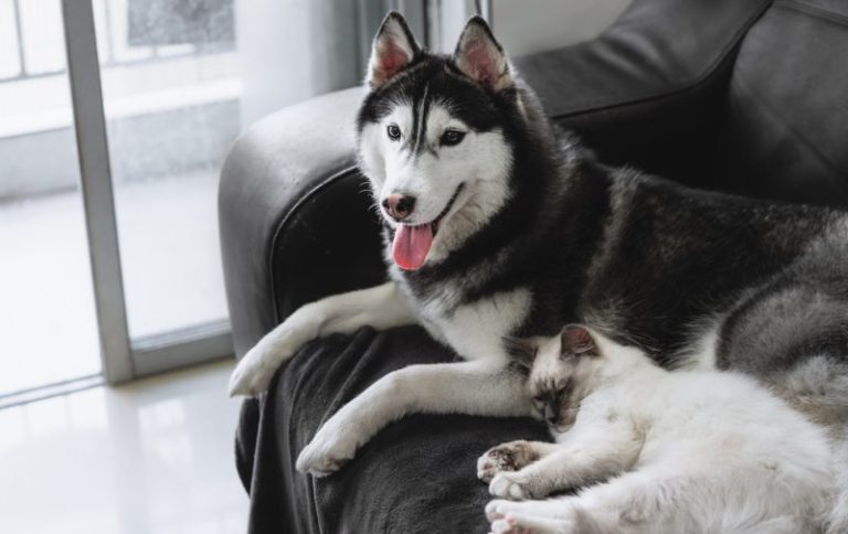 Do Dogs Mate for Life