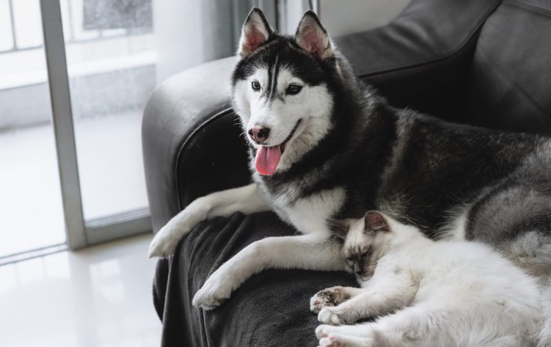 Do Dogs Mate for Life: Unveiling Canine Bonding Truths