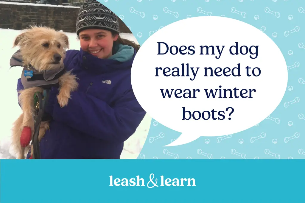 Do Dogs Need Boots in Winter: Essential Paw Protection