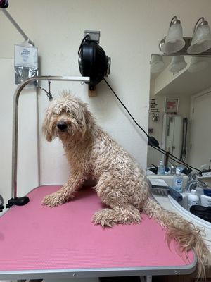 Do It Yourself Dog Grooming near Me