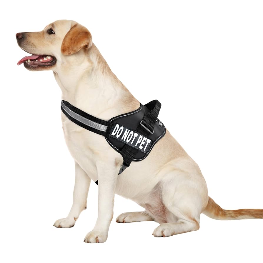 Do Not Pet Harness for Dogs: Essential Safety Gear