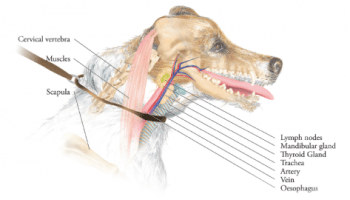 Do Prong Collars Hurt Dogs