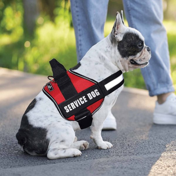 Do Service Dogs Need a Vest